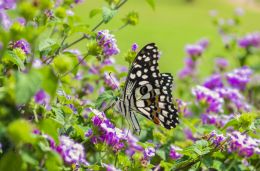 Butterflies are self propelled flowers.