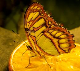 colorful butterfly eating an orange