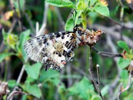 Butterfly on her last days