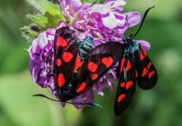 Six-spot Burnet