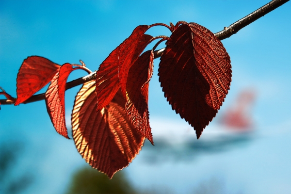 Creation of Textured Leaves: Step 3