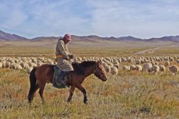 Sheep Country