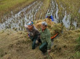 Harvesting Rice