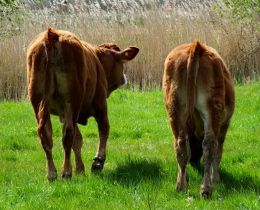 Bringing the Cows Home