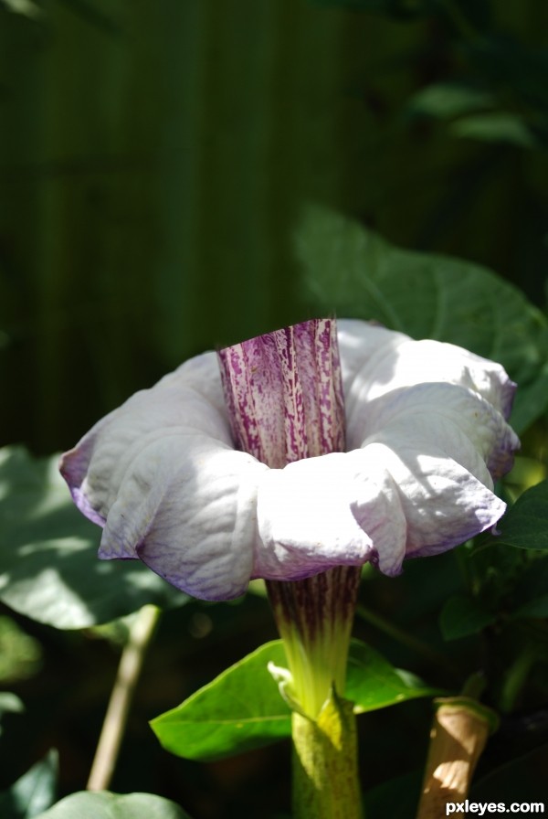 Creation of purple perfume flower: Step 1