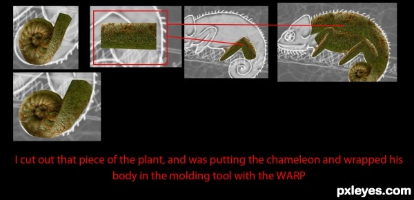 Creation of Chameleon: Step 3