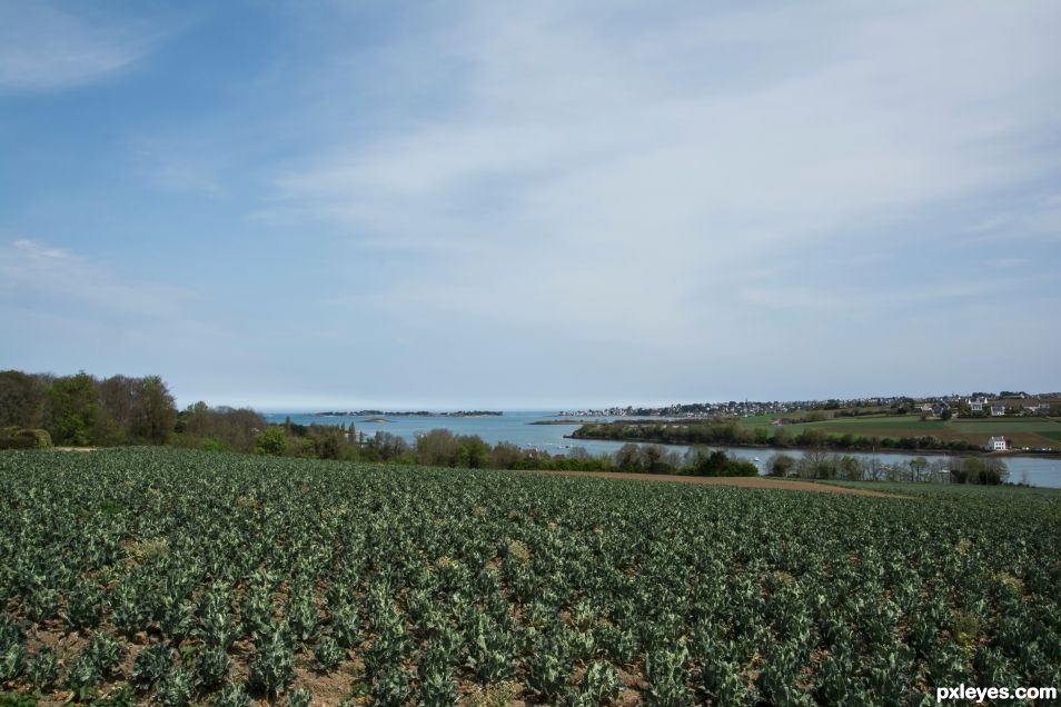 The field by the forest by the sea