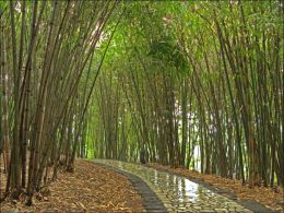 Bamboo Forest Path