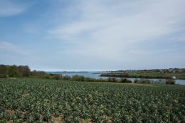 The field by the forest by the sea