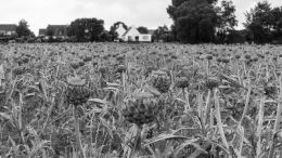 Artichokes