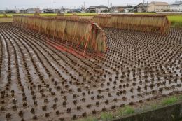 Harvested Field of Rice