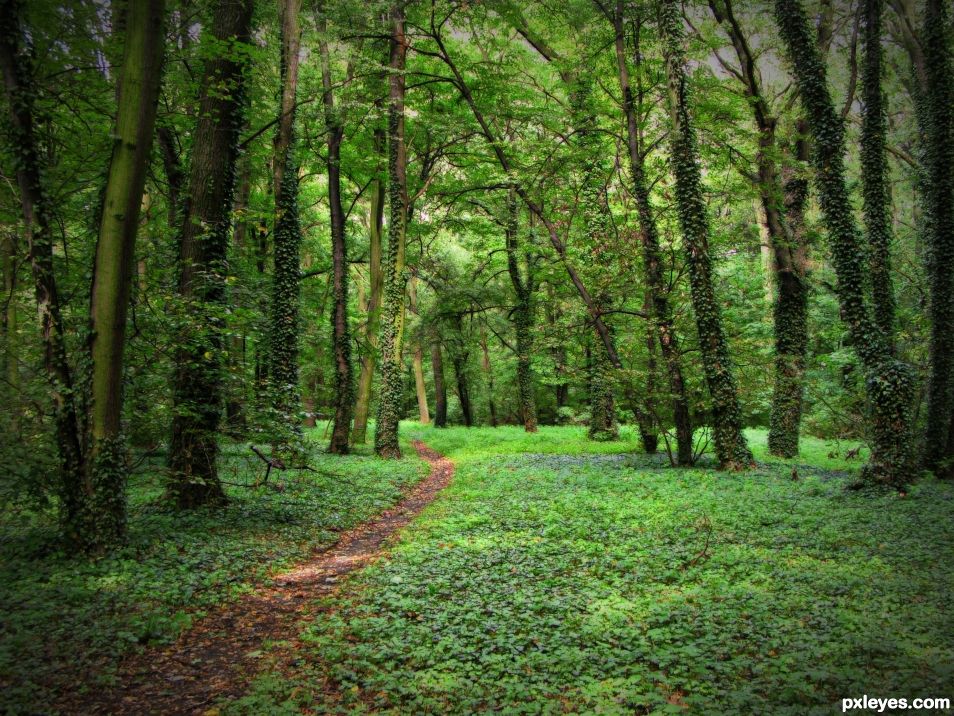 Forested Path