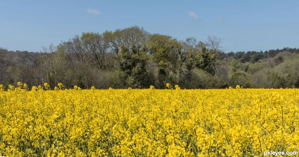 Canola field