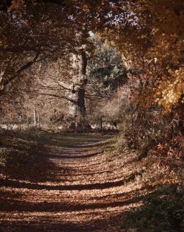 Forest Walk