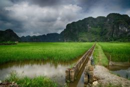 Rice Fields