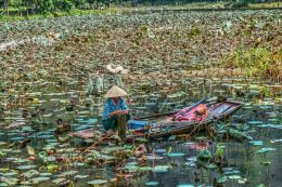 Lotus Field