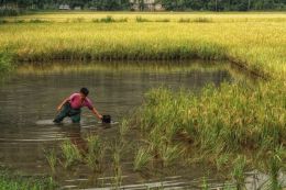  His Rice Field