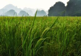 Rice Growing