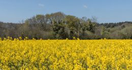 Canola field