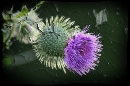 Thistle