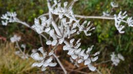 Frozen flowers