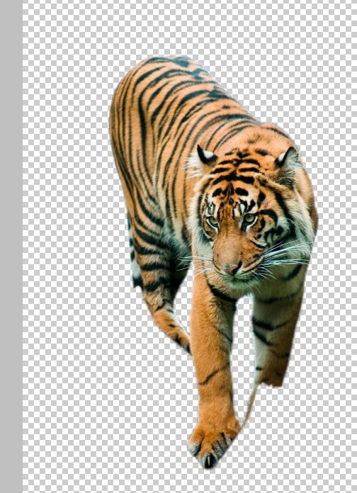 Creation of Flaming Tiger: Step 1