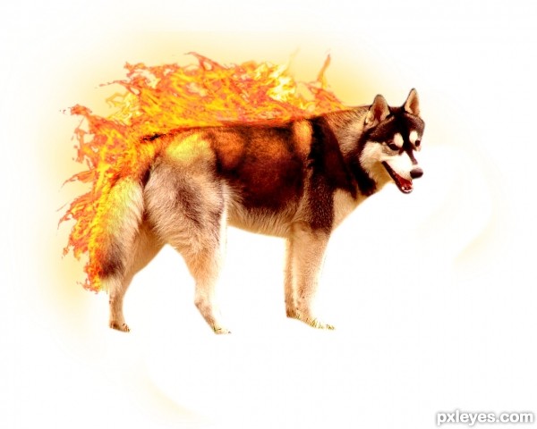 Creation of Flaming Husky: Step 3