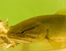 Bowfin Catfish aka dogfish