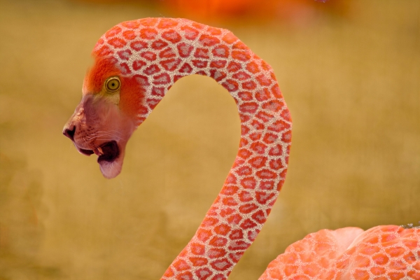 Creation of mutant flamingo: Step 2