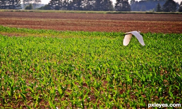 Egret