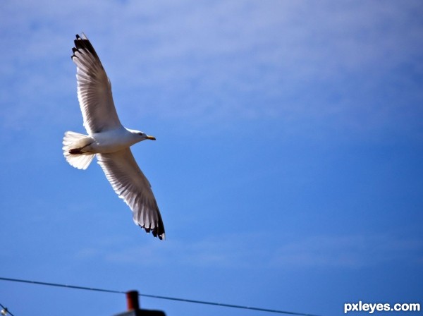 Urban Seagull