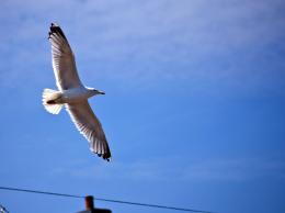 Urban Seagull