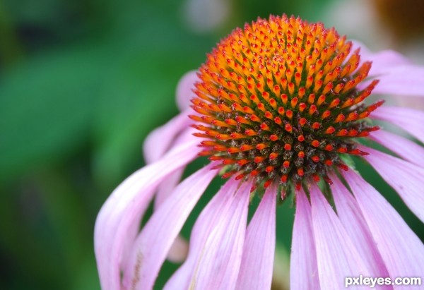 Cone flower