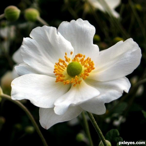 Japanese Anemone