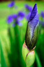 Purple Iris