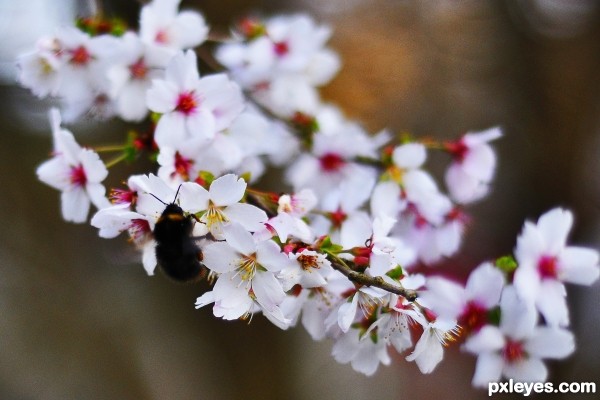 Bee & Flower