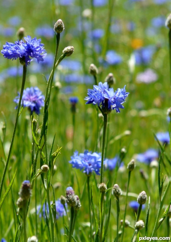 Wild Beauties 