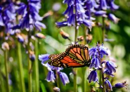 Butterfly on bluebells