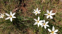 White beauty