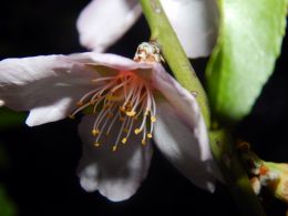 almond blossom