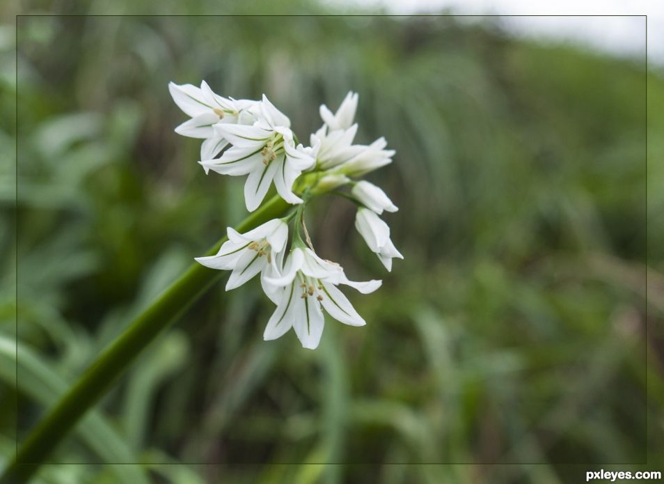 Allium triquetrum