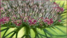 Daucus carota