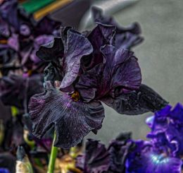 Black Iris