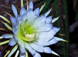 Night Blooming Cereus