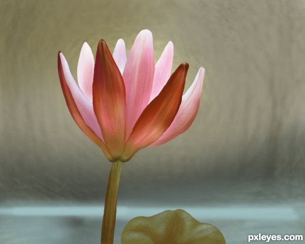 Water lilly