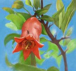 pomegranates flower