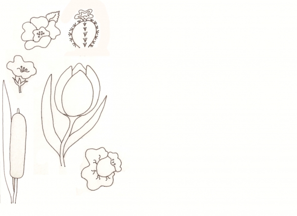 Creation of Flower Drawing Lessons: Step 17