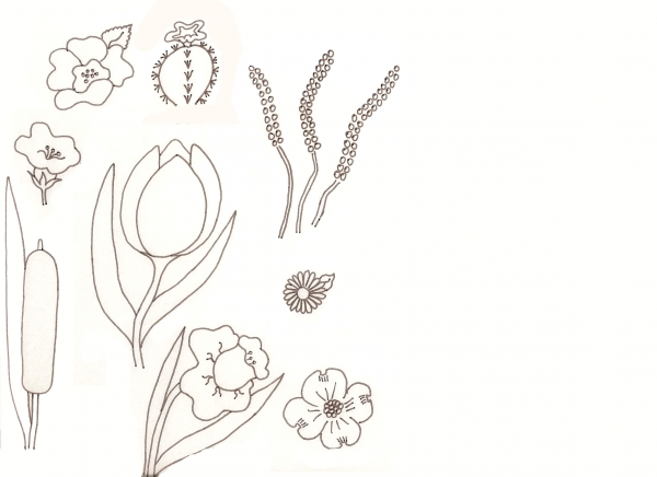 Creation of Flower Drawing Lessons: Step 25