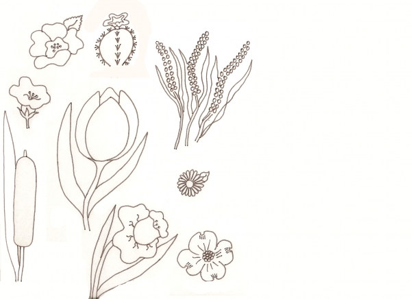 Creation of Flower Drawing Lessons: Step 26