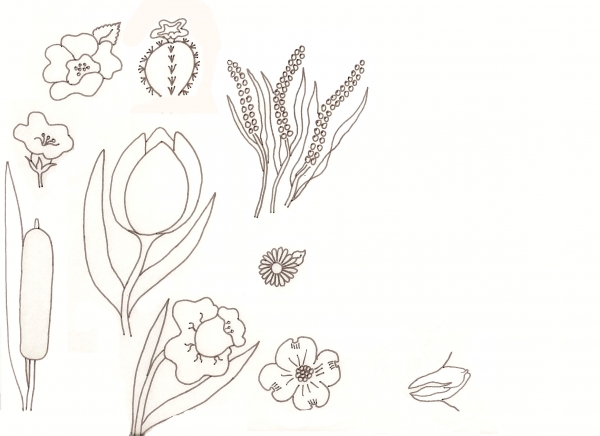 Creation of Flower Drawing Lessons: Step 27